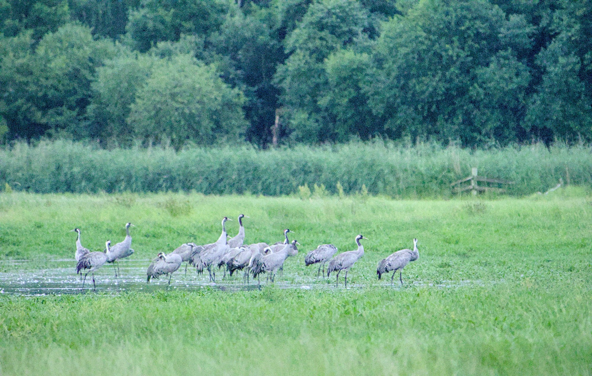 Kraniche in der mecklenburgischen Seenplatte