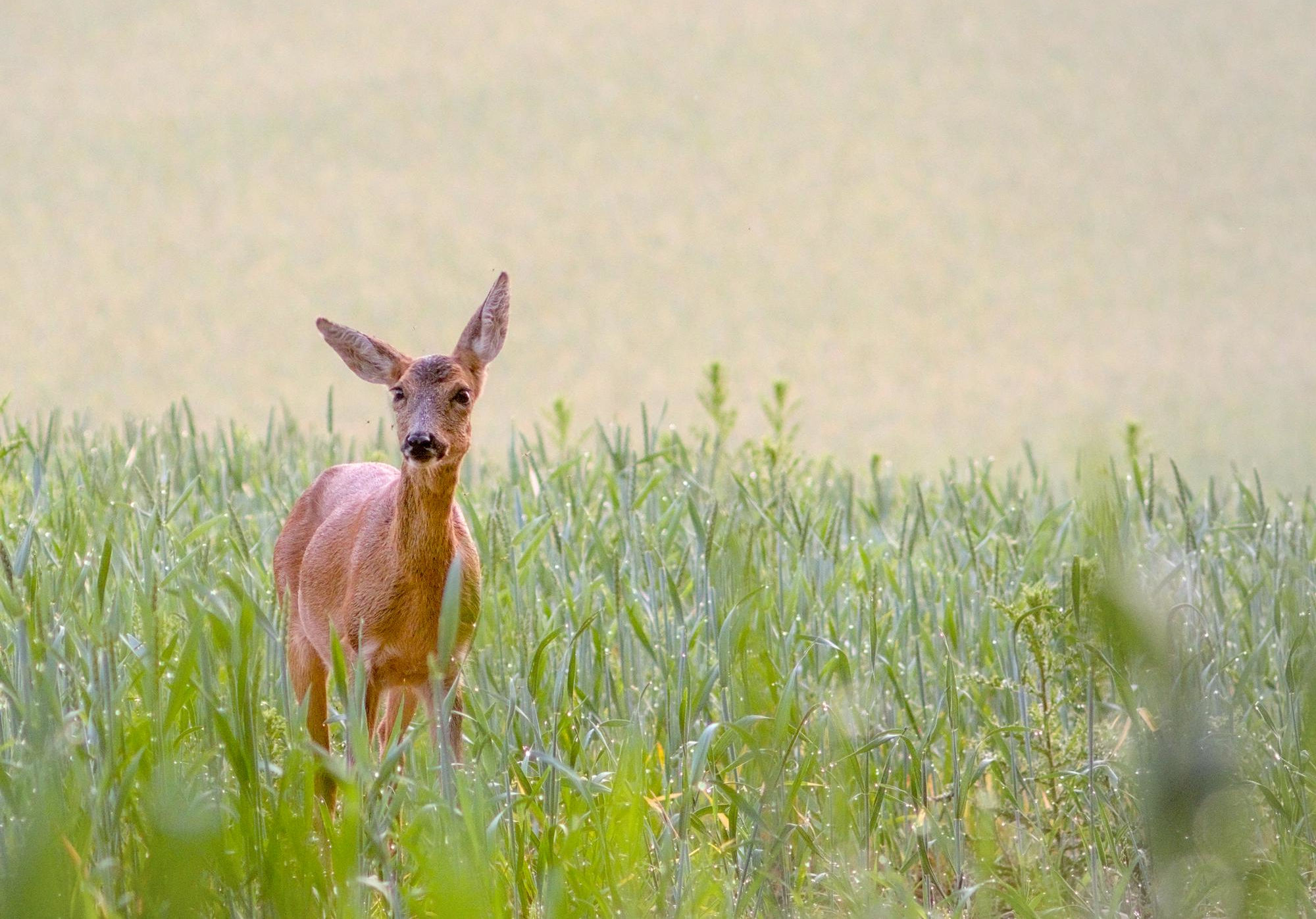Wildnispädagogik im Tiergarten Neustrelitz
