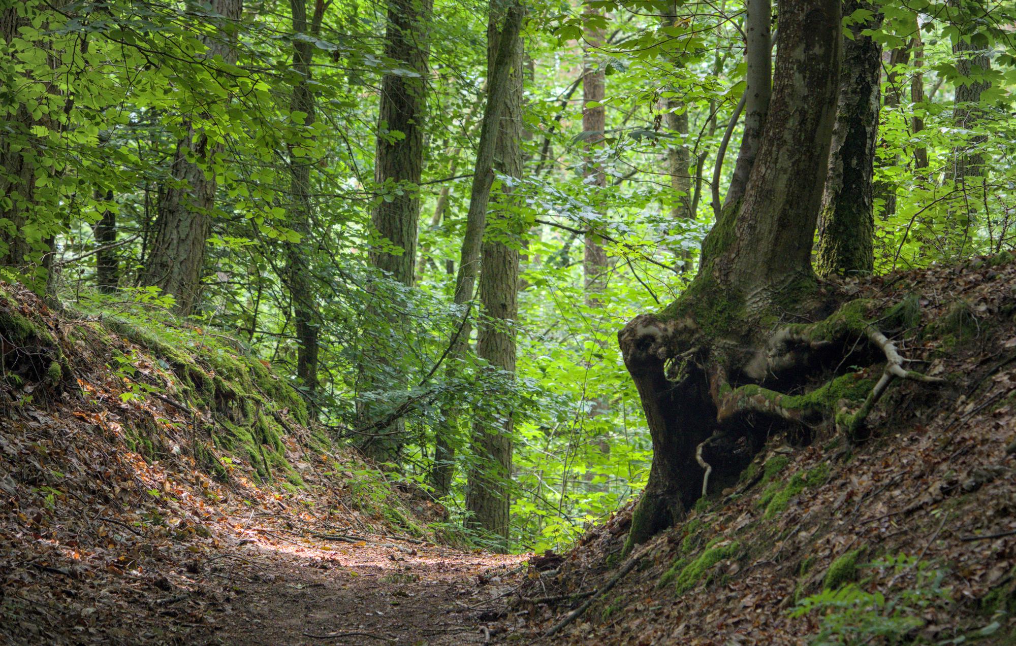 Wildnispädagogik und BNE für Schulen